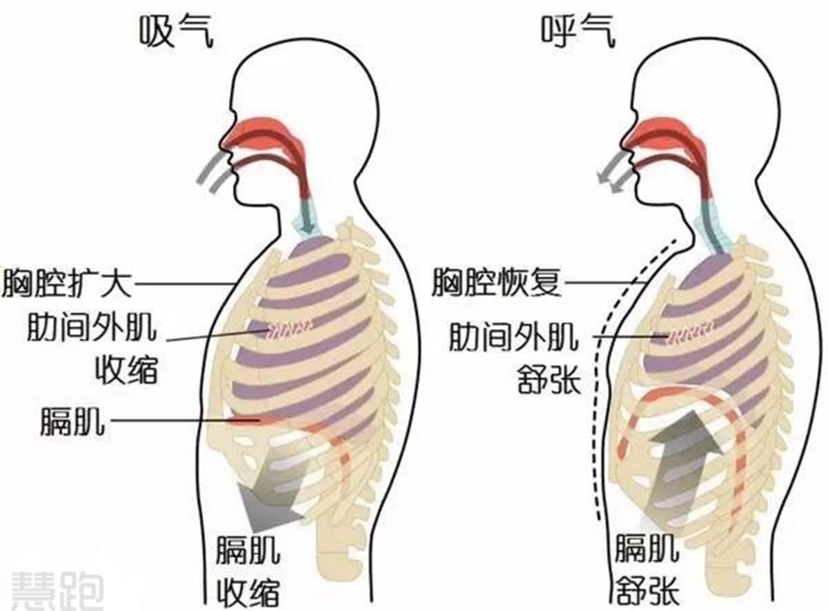 为何说长跑的最佳呼吸方式是鼻吸口呼? - 知乎
