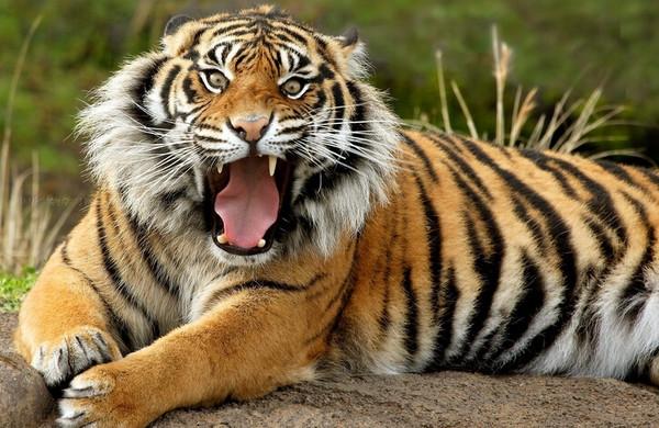 有个质量人说八达岭野生动物园老虎伤人