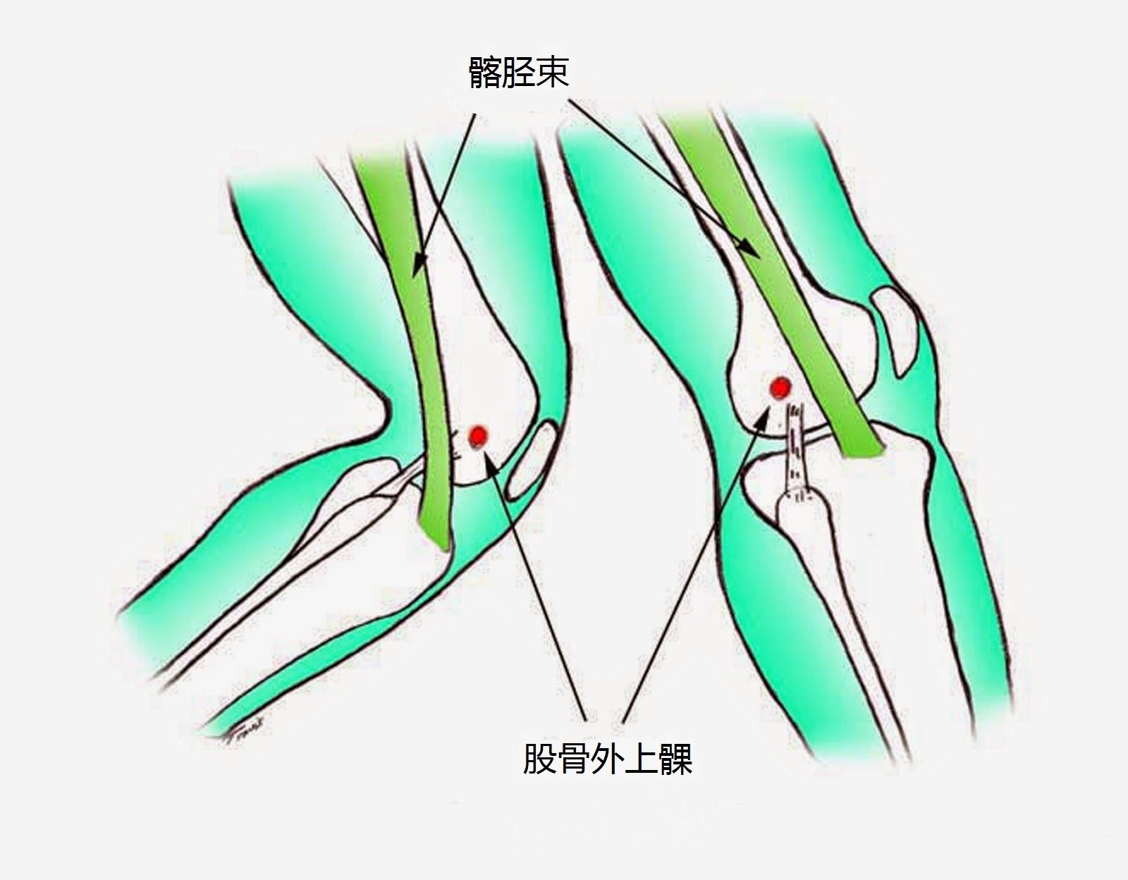 图1-128 踝和足的韧带(内侧面)-基础医学-医学