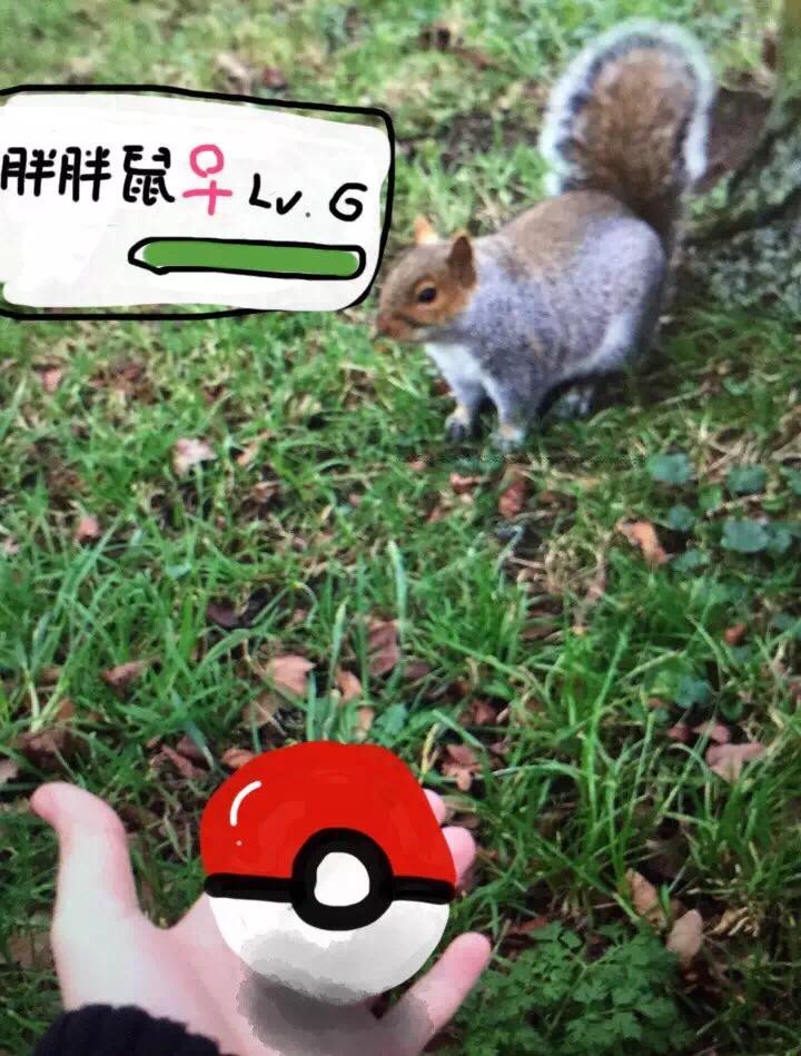 如何徒手抓松鼠? - 十七的回答 - 知乎