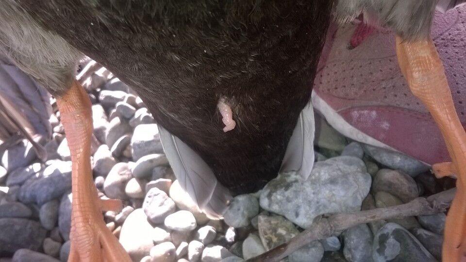 斑嘴鸭的小丁丁,来自于某个群友的图片