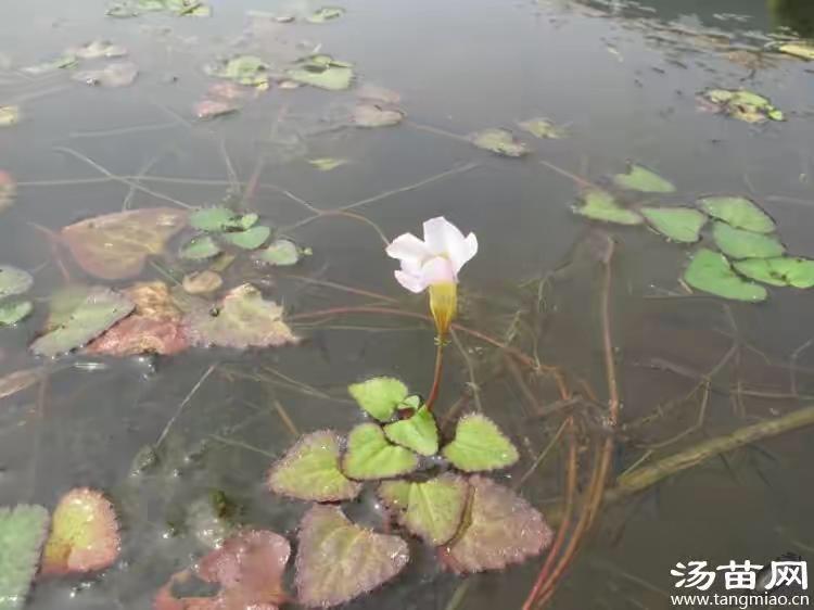 菱和荷有什么区别? - 知乎