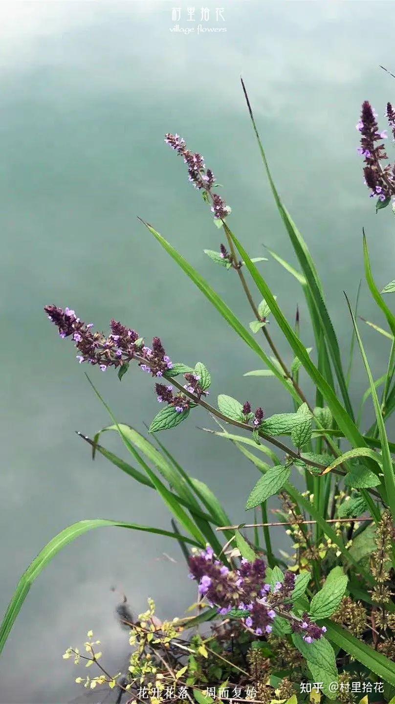 「荔枝草」没见过这么丑的叶子吗? - 知乎