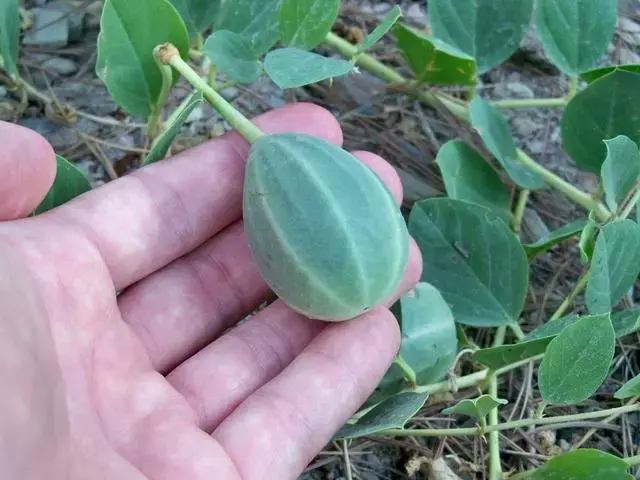 为野西瓜正名山柑capparisspinosa优秀的植物