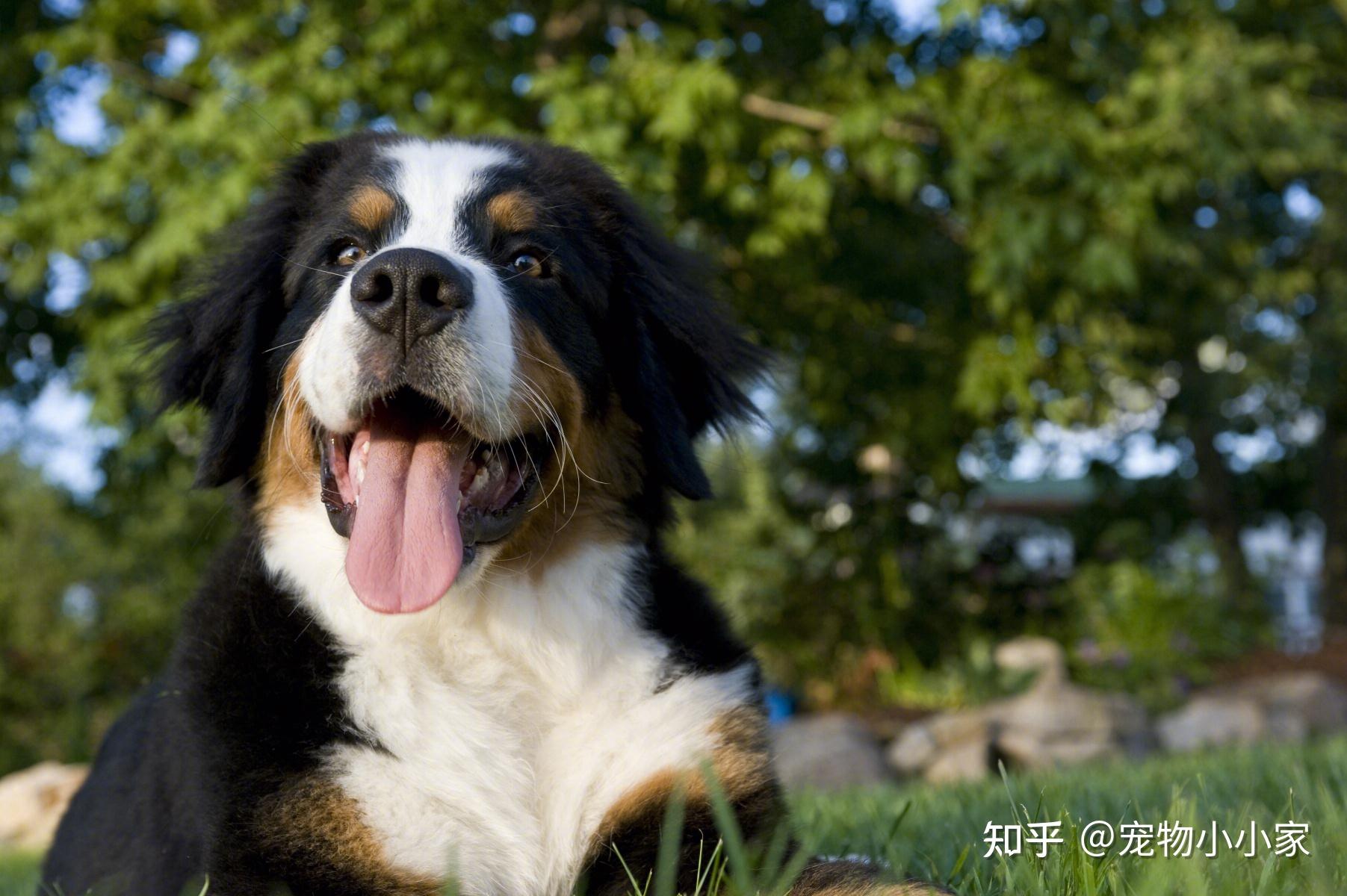 为何养伯恩山犬的人越来越多?网友:养了就不想换狗