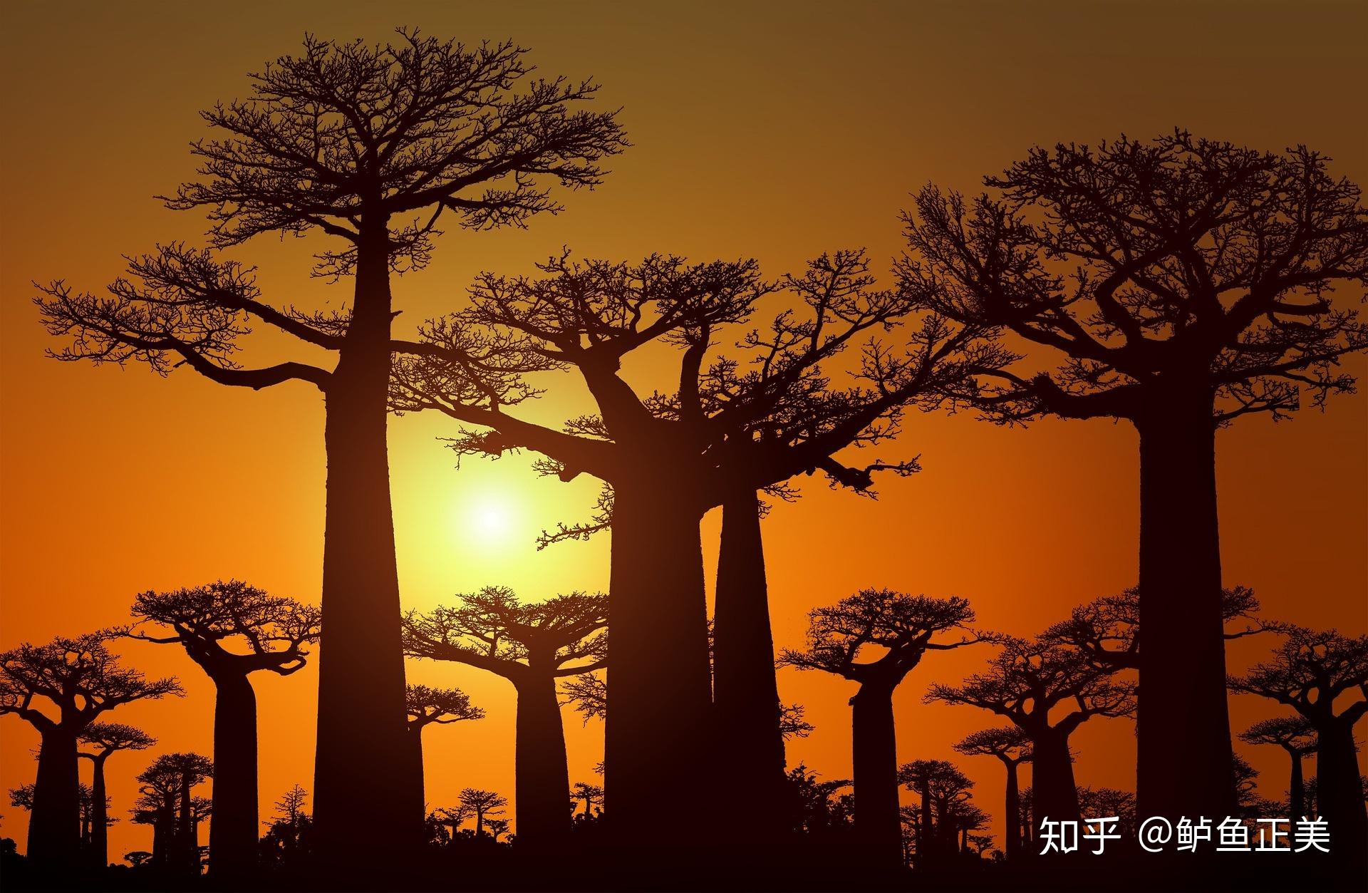 2023猴面包树大道游玩攻略,马达加斯加的穆龙达瓦相信人...【去哪儿攻略】