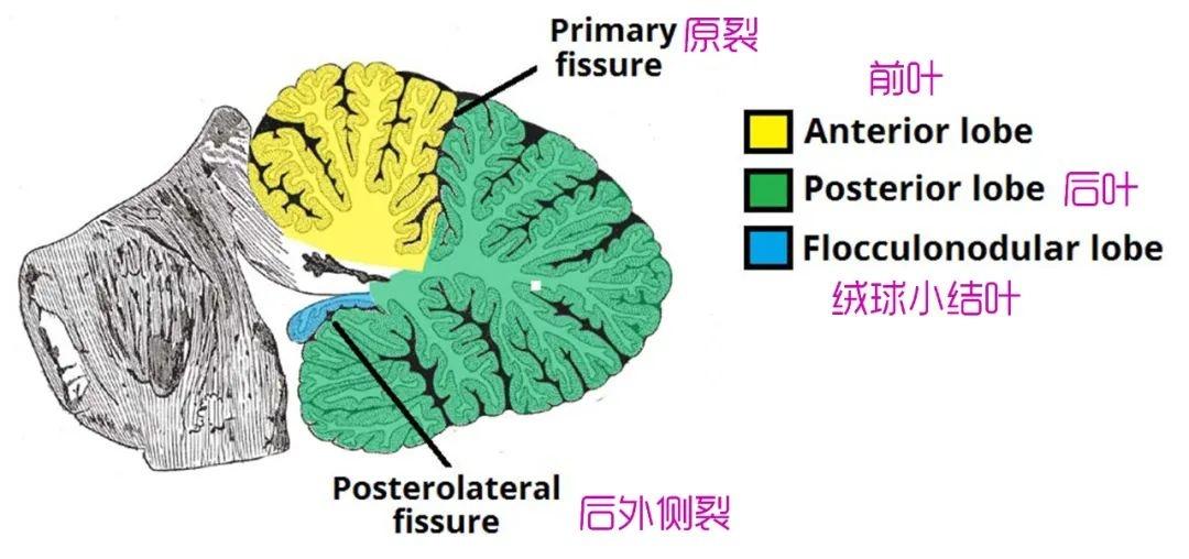 小脑的内部结构