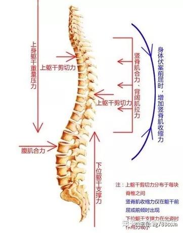 1点55 超简单自我复位脊柱胸椎 知乎