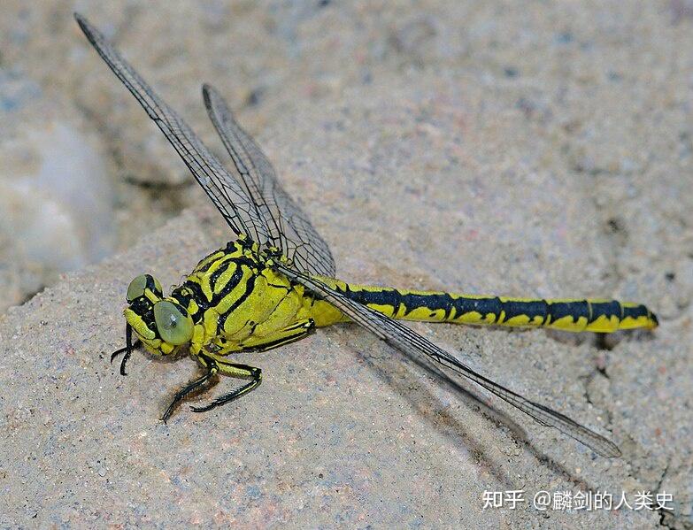 动物界全系列差翅亚目春蜓科下华春蜓
