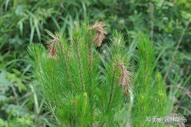 松梢螟松树病虫害防治中的一大难题到底该如何进行防治
