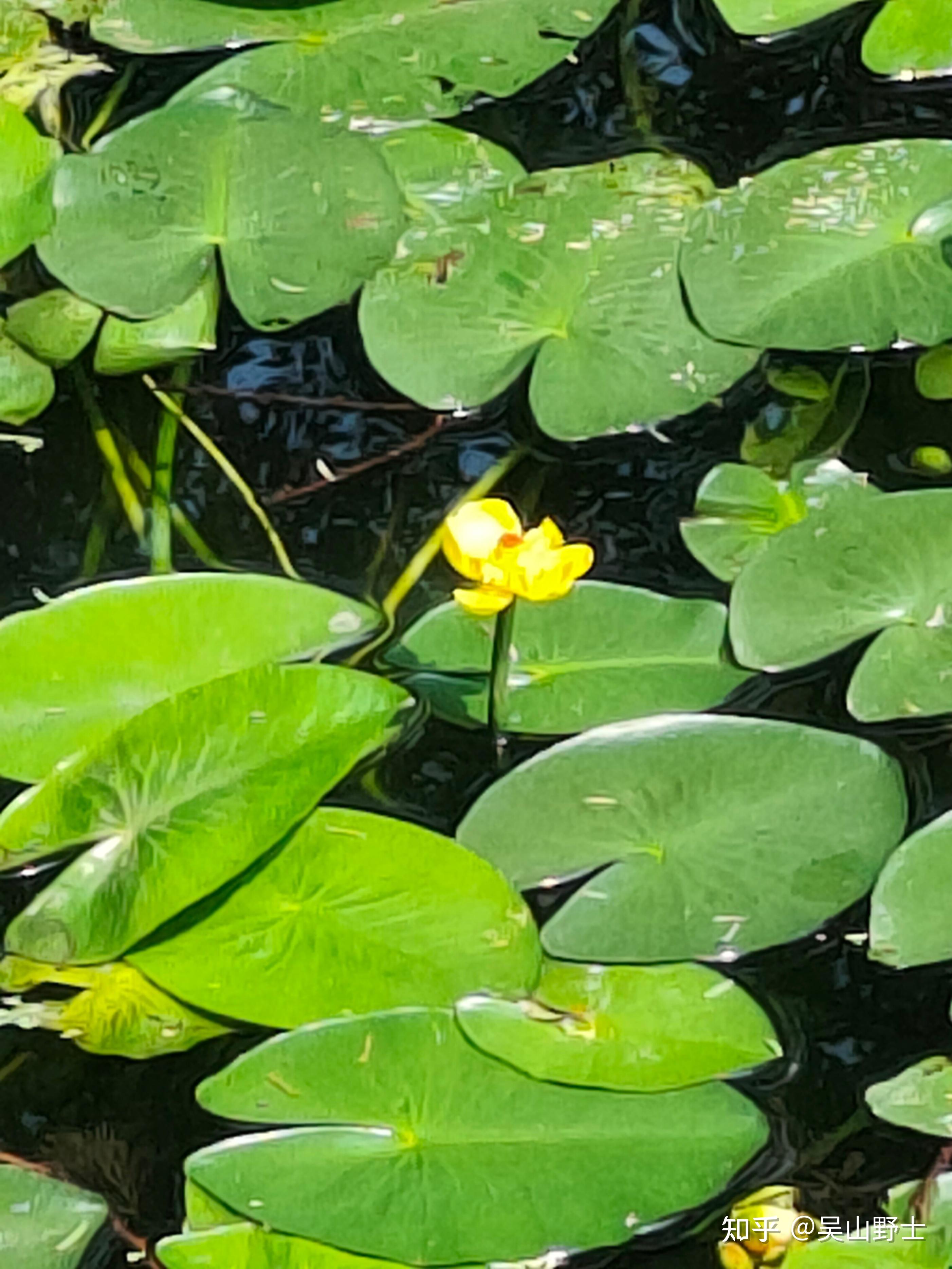 【七绝·萍蓬草】(平水韵) - 知乎