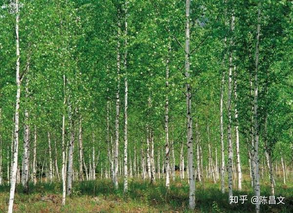 杨木木材的用途,你知道哪些? - 知乎