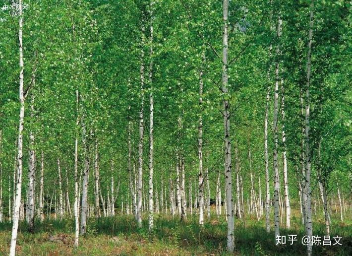 杨木木材的用途,你知道哪些? - 知乎