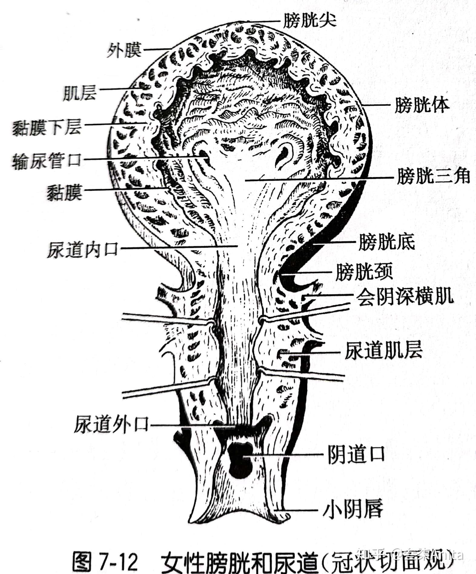 女性尿道和膀胱(冠状切面观)肾小体(nierenk02rperchen)右肾冠状