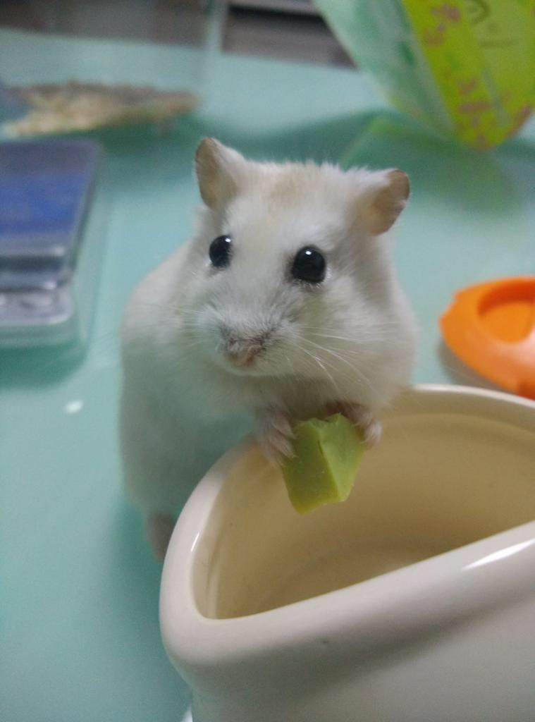 仓鼠可以吃什么?