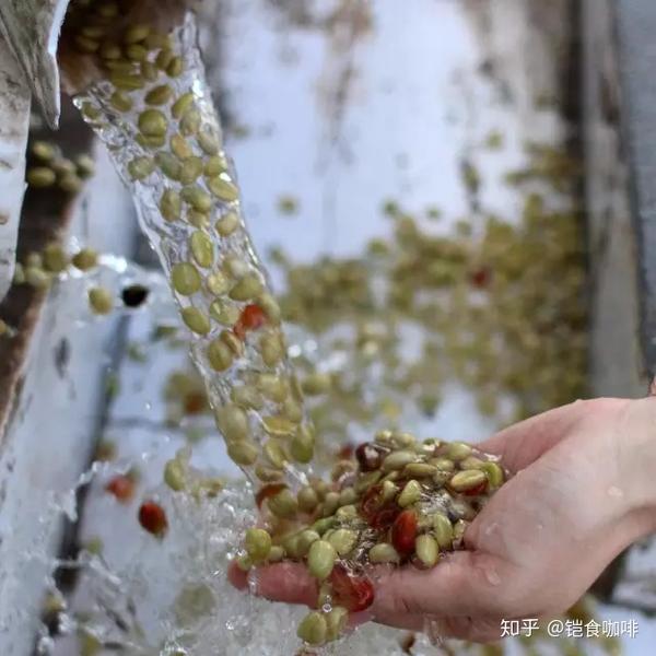咖啡后制处理之水洗过程