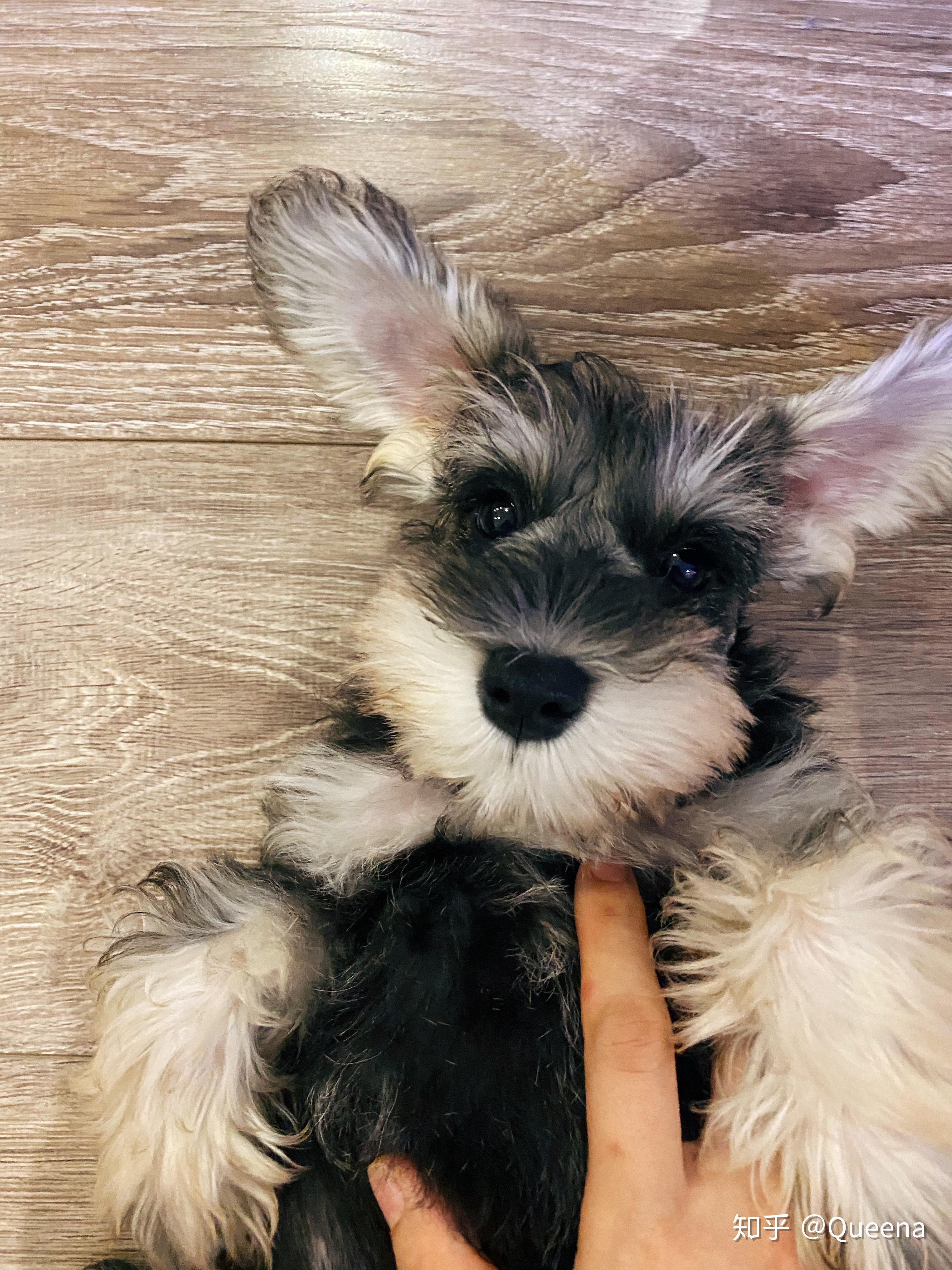 这只椒盐雪纳瑞颜值如何