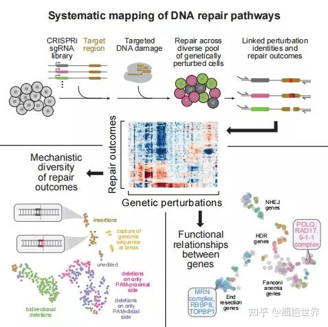 cell高通量篩選建立dna雙鏈斷裂修復基因圖譜