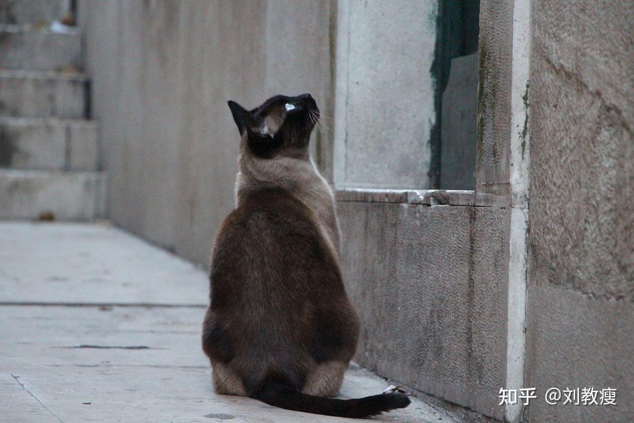 野貓不是馴養的,而是自然選擇的產物.它們經常生活在丘陵,溝壑,荒野