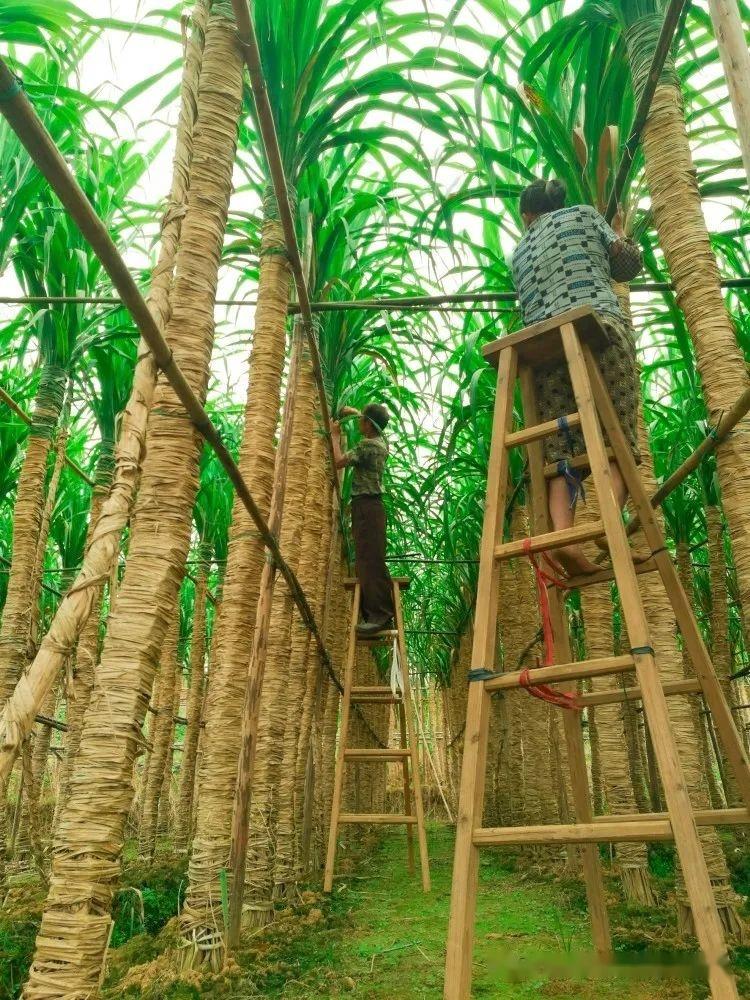 甘蔗种植技术:甘蔗如何施肥可高产 甘蔗施肥方法及注意事项 - 知乎
