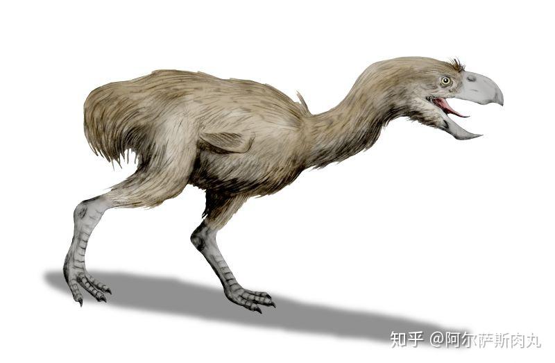 「Prehistoric Park丨史前公园 1」巨鸟奔腾——骇鸟兴衰简史 - 知乎
