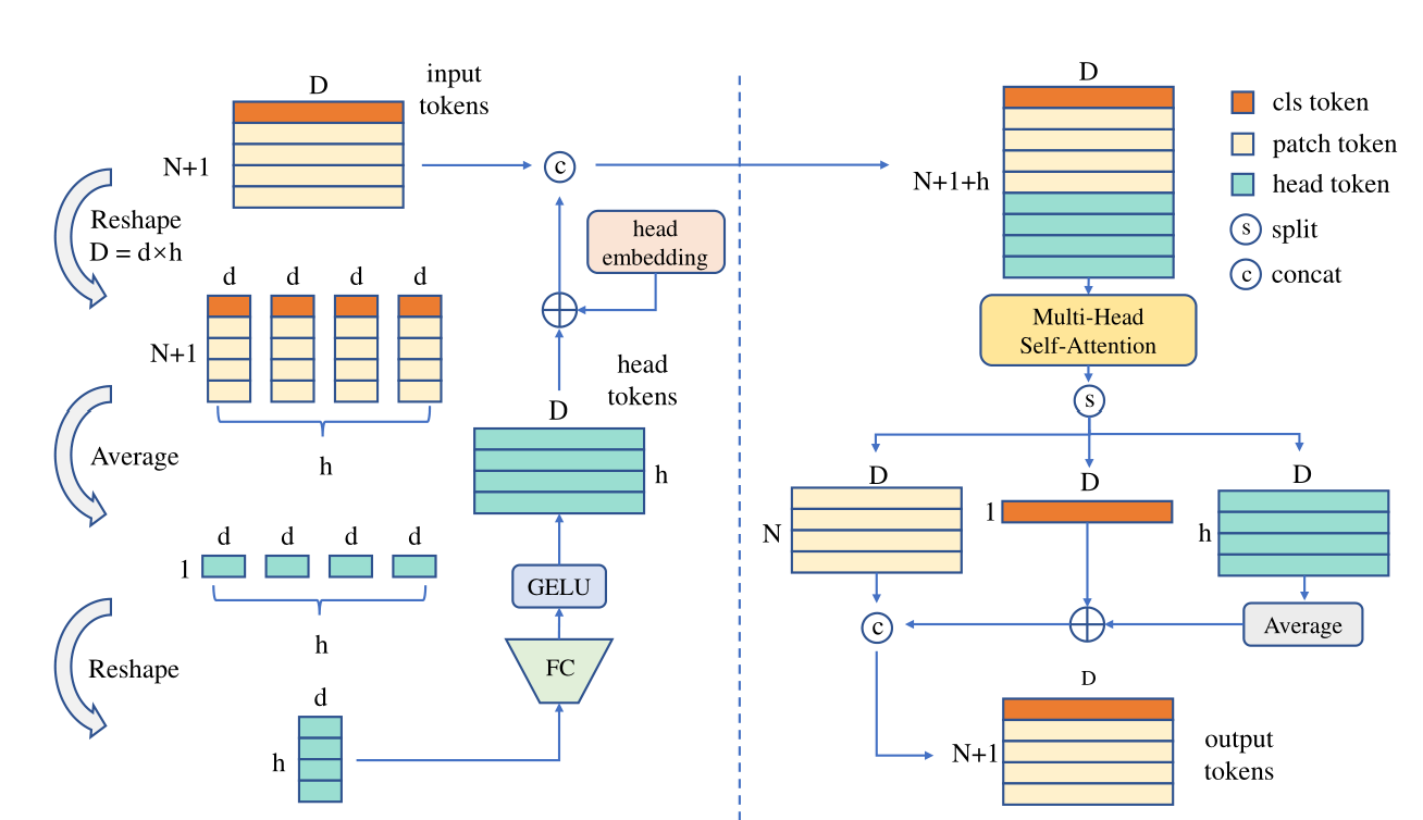 Bridging the Gap Between Vision Transformers and Convolutional Neural ...