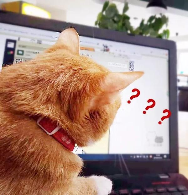 我妈 微信头像不能用猫 马上换掉 知乎