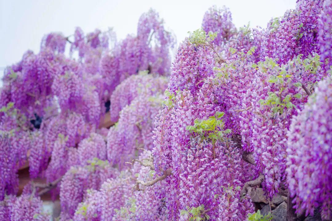 似一阵绛紫色的烟霞或雾霭,紫藤花开在四月,盛在暮春,紫藤挂云木,花蔓