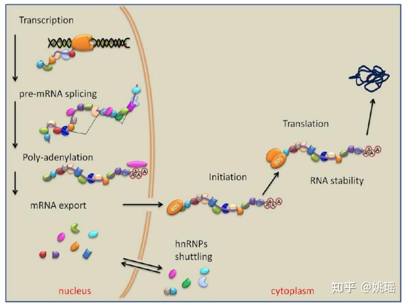 Ripseq 什么是RIP-seq? - 知乎