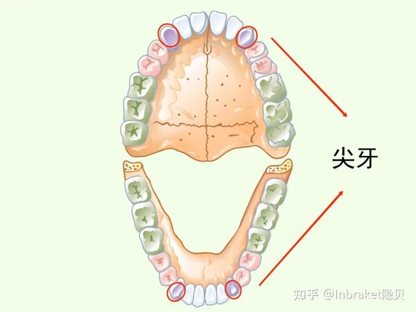 小个子作用大,一文教你认识每颗牙齿! - 知乎