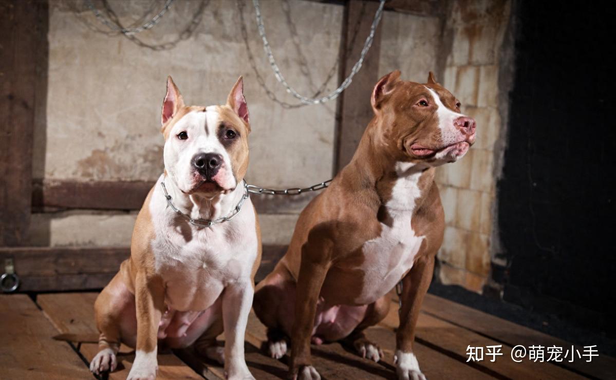 路遇“恶犬”咬人怎么办？5种方法学会了能救命！ - 知乎