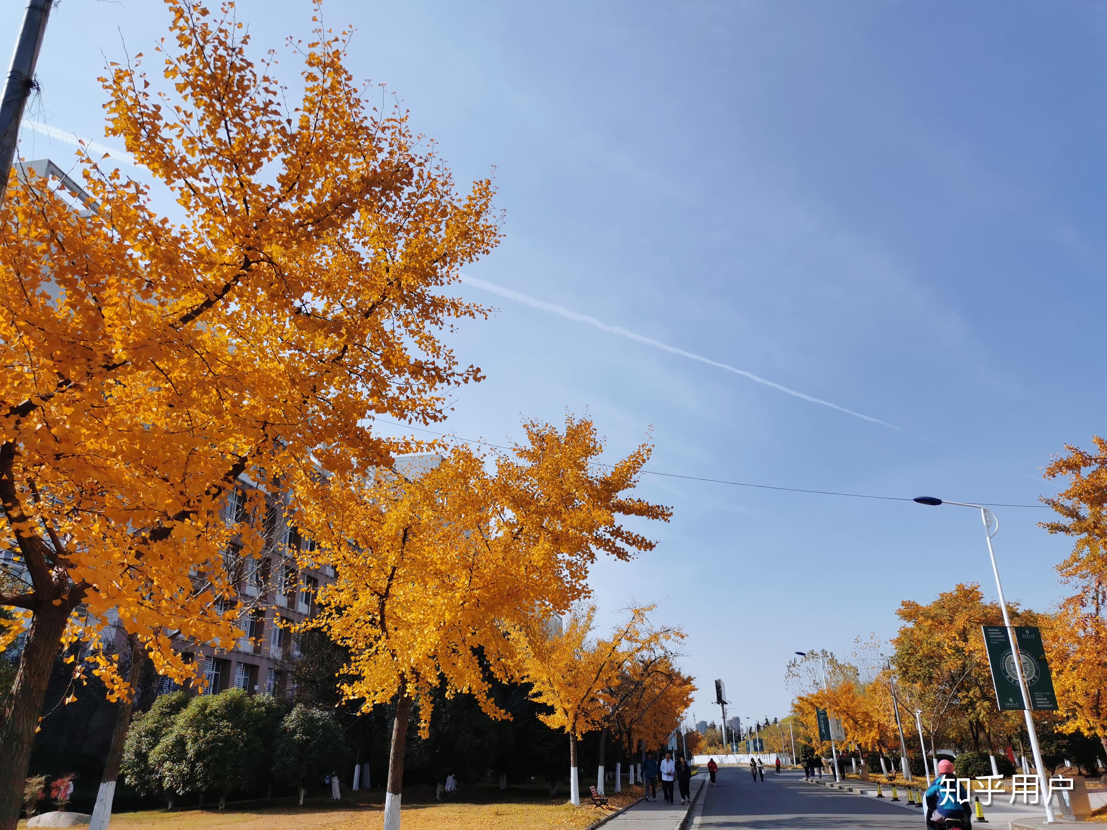 南京林业大学淮安校区图片