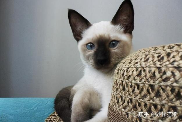 怎么样选性格好的猫 v2-00533d75b051c9a3ad350556353896b6_r.jpg