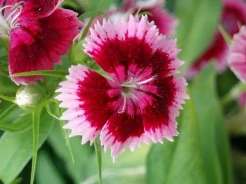 (1)香石竹斑驳病毒carnation mottle virus(car-mv)香石竹斑驳病毒为