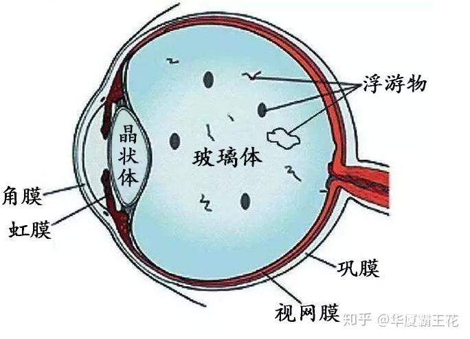 眼睛晶体结构图片大全图片