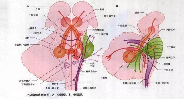 小脑的内部结构