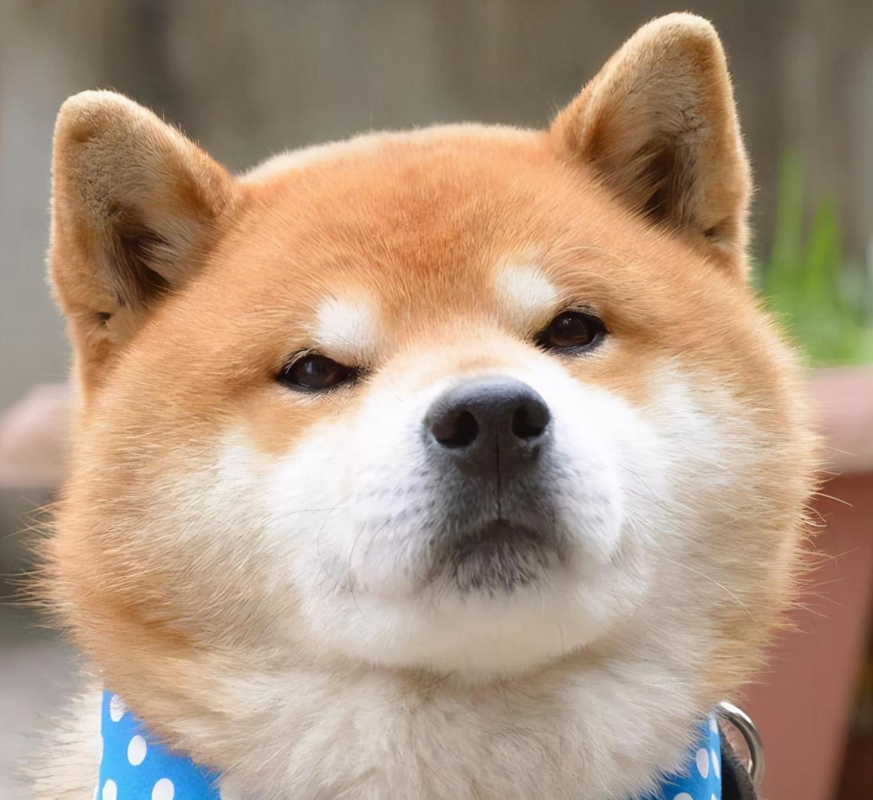 狗狗智商低的5个信号，中两个以上，说明你养废了，赶紧换号吧- 知乎