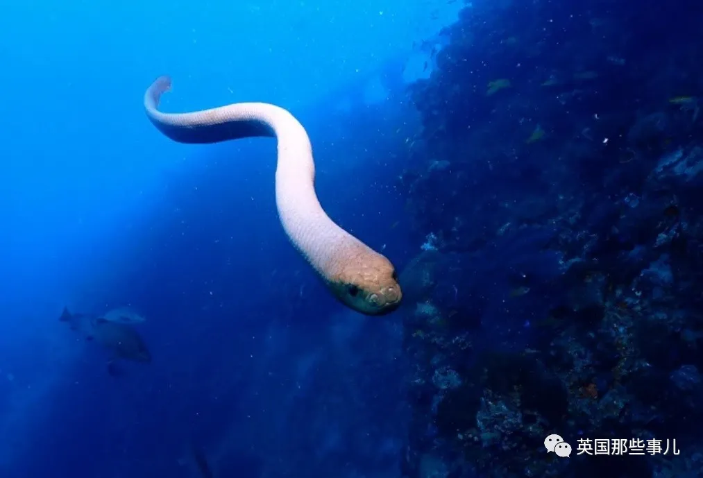 劇毒海蛇不停騷擾潛水員還用舌頭舔科學家它是想跟你羞羞羞了