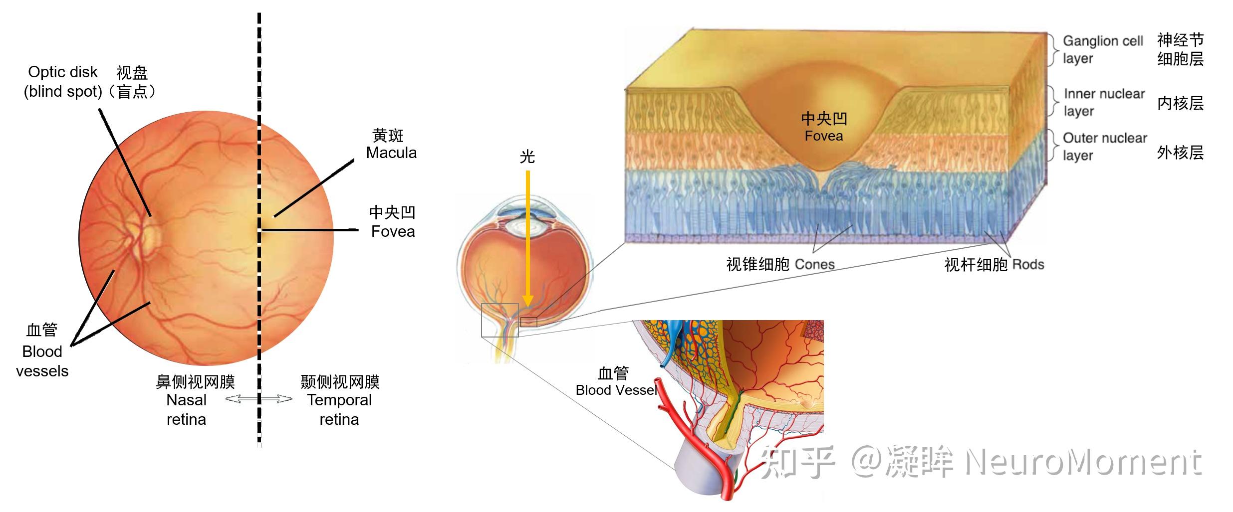 视盘结构图片