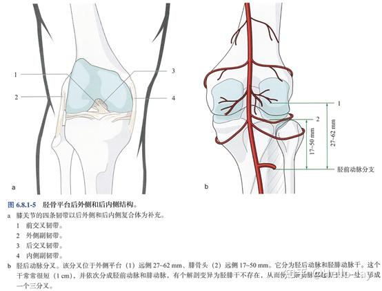 胫骨结节和gerdy结节是外侧的两处骨性标志,分别为髌腱和髂胫束的止点