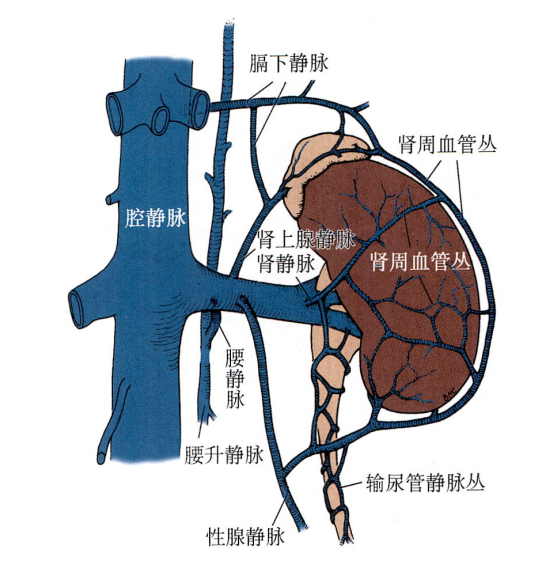 肾脏血管结构图图片