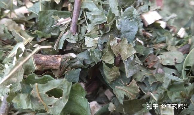 带你识别三丫苦