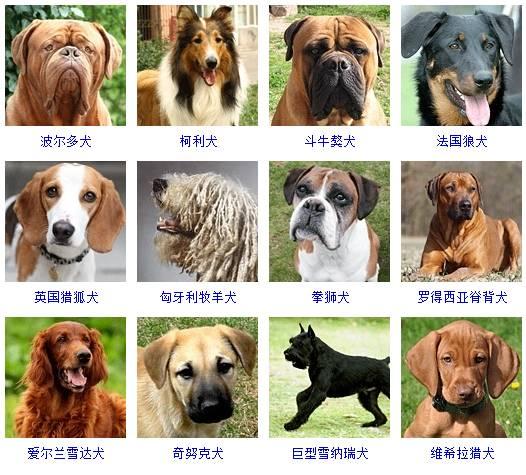 178种狗狗品种大全，原来按体型智商都是这么分！ - 知乎