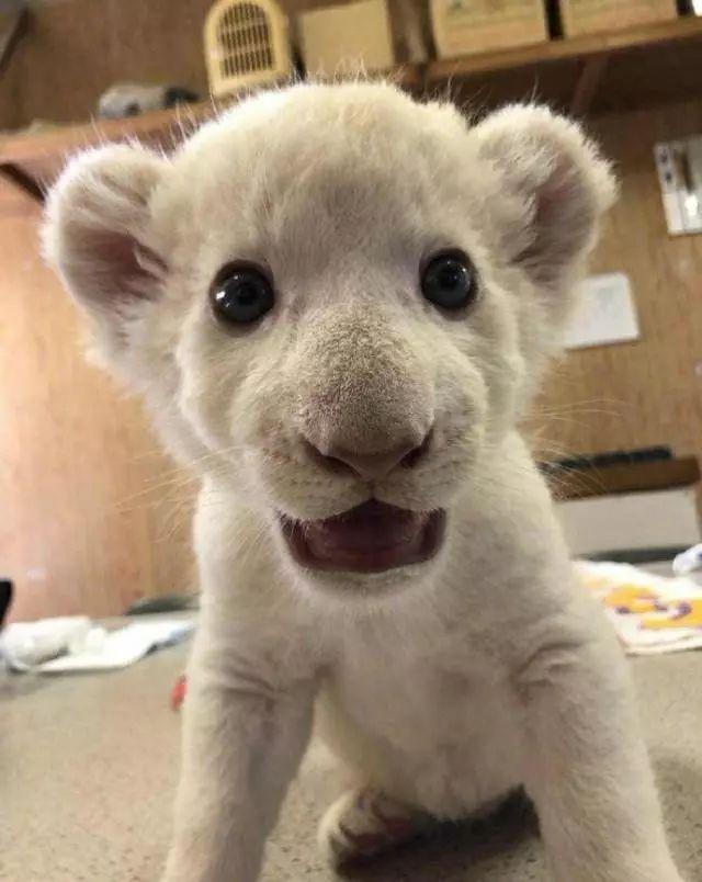 白色的狮子你见过没这只基因突变的小白狮萌到爆好想捏它