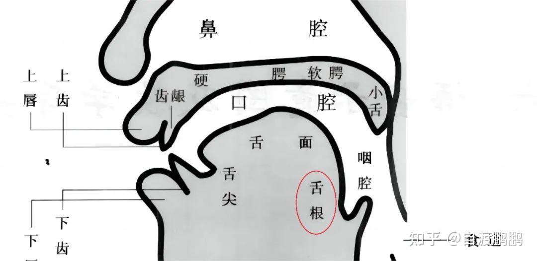说话舌根紧如何改善 - 知乎