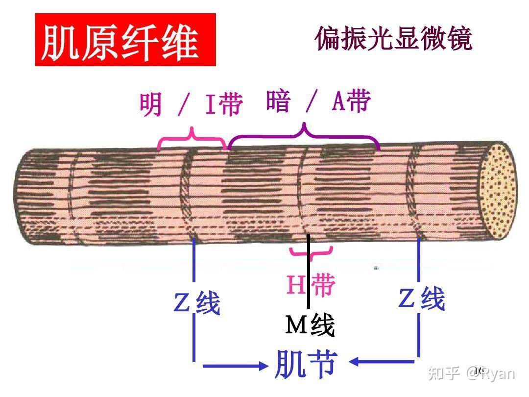 一起学运动生理学—肌肉的构造3 - 知乎