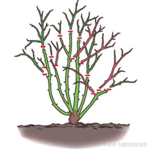 (1) a,灌丛月季修剪措施:修剪造型,花朵以下1/3剪去,剩下枝必须保留