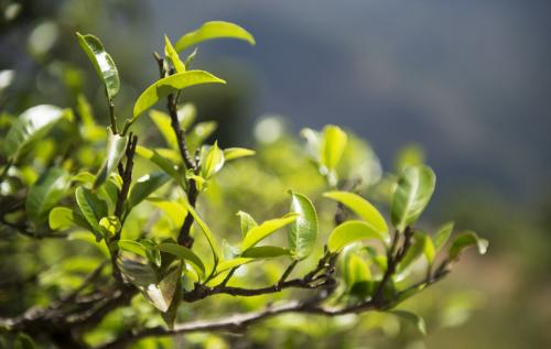 徐霞客笔下的凤庆茶