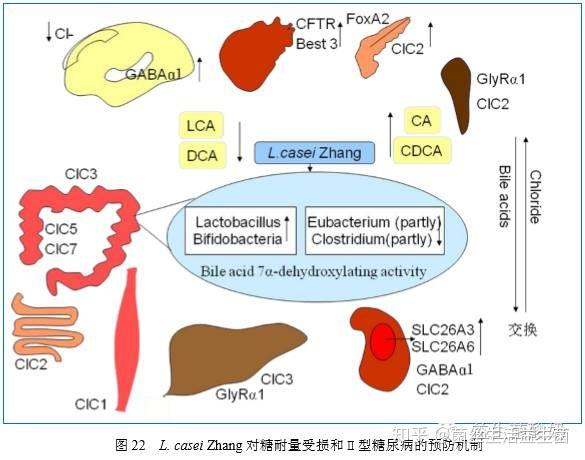 益生菌如何預防和改善糖尿病