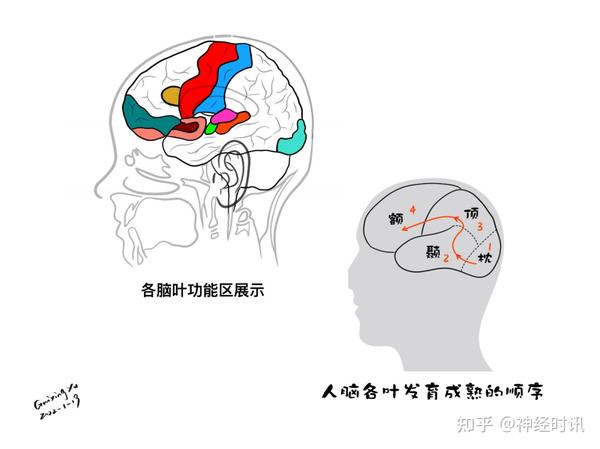 脑皮层的分叶、额叶及顶叶的结构、功能及受损表现【全了】 - 知乎